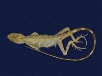 藏品(斯文豪氏攀蜥)的圖片